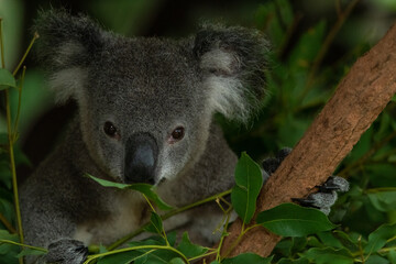 koala in a tree