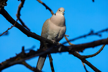 close up with a ringdove on the branches of a tree