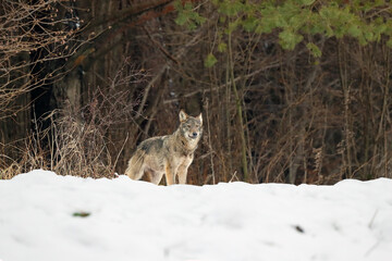 The grey wolf or gray wolf (Canis lupus) emerges from the forest in heavy snowfall. A big Carpathian wolves rises on a meadow. European wolf in winter.