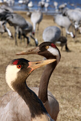 The common crane (Grus grus), also known as the Eurasian crane, portait. Portrait of a crane with a blue-yellow background and a distinctive eye.