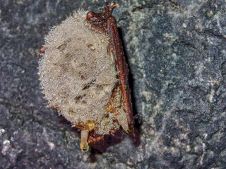 Hibernating bat in the caves of the Krasnoyarsk Territory Russia.
