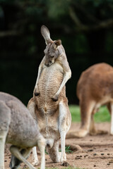 kangaroo in the zoo