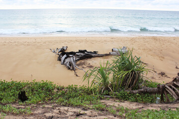 Dead tree stumps buried in the sand. It is natural beauty Focus on tree stumps and blur around.