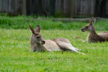 kangaroo in the grass