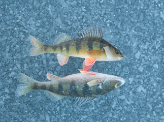 Two fish side by side on ice, freezing in cold winder weather, while ice fishing on a fresh water lake.