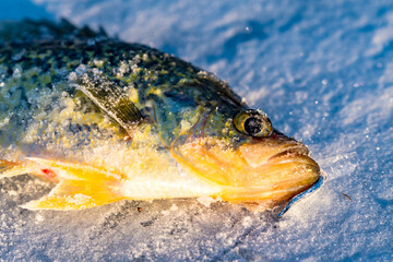 Fototapeta premium Crappie close up of the fish head with a fishing lure in the mouth, natural worm light during cold winter morning.