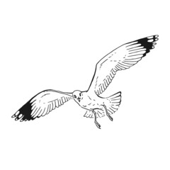 Sketch of flying seagulls. Hand drawn illustration converted to vector. Line art style isolated on white background.