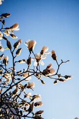 pink magnolia flowers blooming in spring