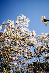pink magnolia flowers blooming in spring