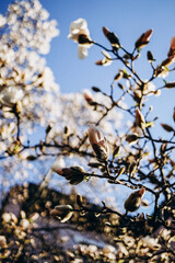 pink magnolia flowers blooming in spring