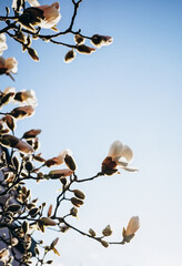pink magnolia flowers blooming in spring
