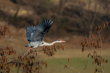 A grey heron (Ardea cinerea) in flight