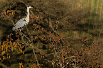 A grey heron (Ardea cinerea) in flight