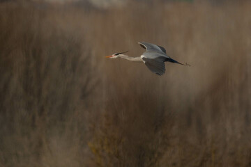 A grey heron (Ardea cinerea) in flight