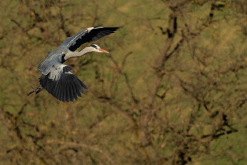A grey heron (Ardea cinerea) in flight