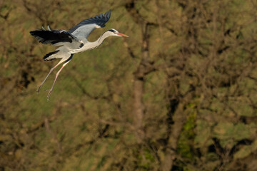 A grey heron (Ardea cinerea) in flight
