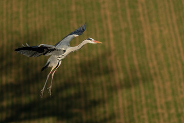 A grey heron (Ardea cinerea) in flight