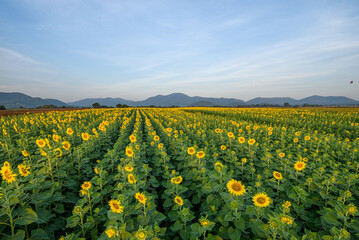 Fototapeta na wymiar Panorama landscape of sunflowers blooming in the field with the mountain range background at Lopburi province, Thailand.