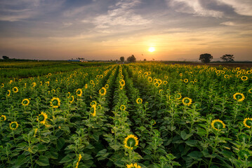 Panorama landscape of sunflowers blooming in the field in sunrise time with the mountain range background at Lopburi province, Thailand.
