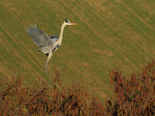A grey heron (Ardea cinerea) in flight