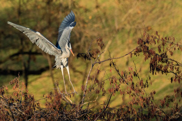 A grey heron (Ardea cinerea) in flight