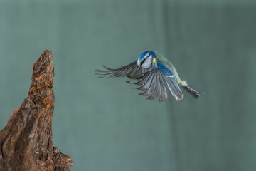 A blue tit (Cyanistes caeruleus) in flight. High speed photography. © Arnau Soler