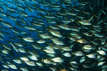 Group of silver fish swimming in their marine environment in mid-water ensuring the protection of the group