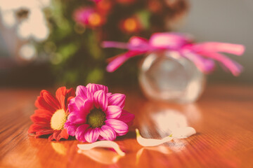 Różowe i czerwone kwiaty margaretki, zbliżenie. © Aneta