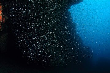 Group of silver fish swimming in their marine environment in mid-water ensuring the protection of the group