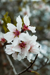 White flowers of fruit tree or cherry blossom (sakura) close up
