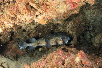 spotfin burrfish attached to the wall at the bottom of the cave with part of the sandy bottom