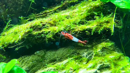 Red rili shrimp (Neocaridina davidi var. 'Rili') in aquarium with some green plants, moss and wood 