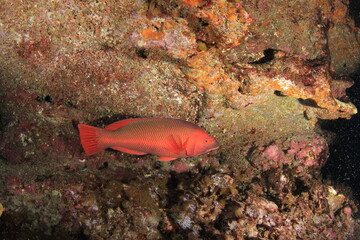 Red fish walking near the wall of the small cave with colored sponges


