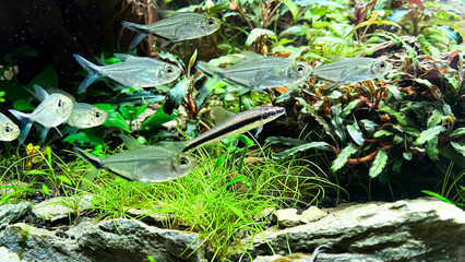 The Siamese Algae-eater (Crossocheilus oblongus) with Costae Tetra (Moenkhausia costaea) in a green aquarium