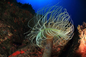 Cnidarian in its sandy habitat at the bottom of the sea
