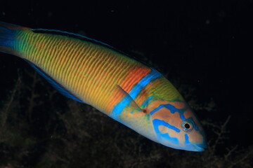 Nice fish of striking colors swimming placidly with the black background behind the fish