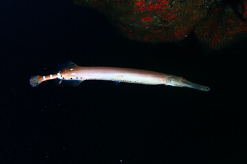 Trumpet fish swimming calmly in its marine habitat, while waiting for prey to appear