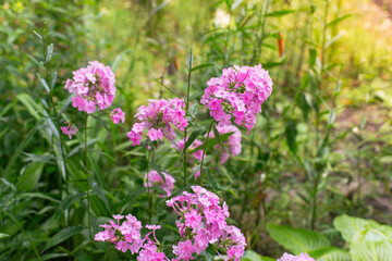 Garden phlox (Phlox paniculata). Blooming branches of phlox in the garden on a sunny day. Soft blurred selective focus. Spring floral background.	
