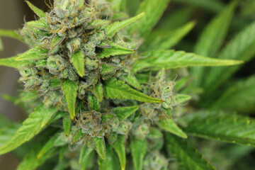 Cannabis bud macro shot with sugar trichomes growing before harvest