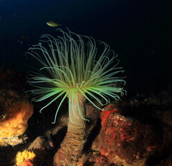 Cnidarian in its sandy habitat at the bottom of the sea