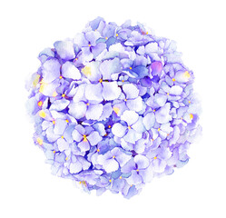 Hydrangea blue flowers, watercolor illustration. Pastel light blossom. Blooming round background. Floral bouquet
