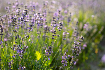 Lavender field full of blooming flowers.