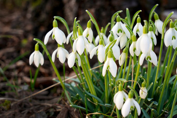 Schneeglöckchen blühen und zeigen den baldigen Frühlingsbeginn an