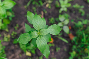 Basil green plants with flowers growing	