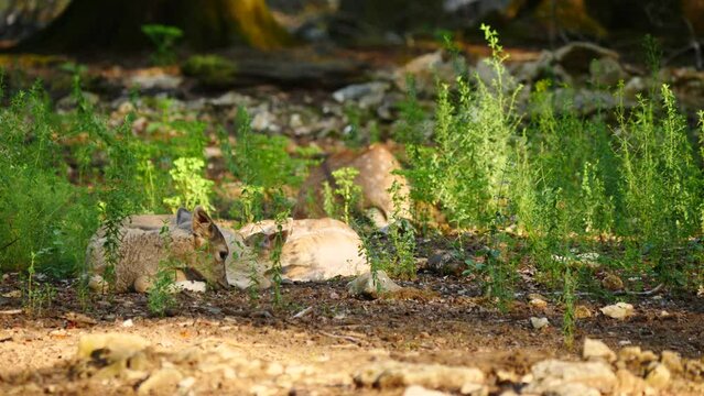Young fallow deer in natural environment. Deer Dama dama. Vision Park in Auberive region, France. Slow motion