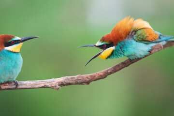 beautiful colored birds clash on a branch