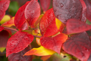 A close-up of red autumn blueberry leaves on a blueberry bush outside, UK.