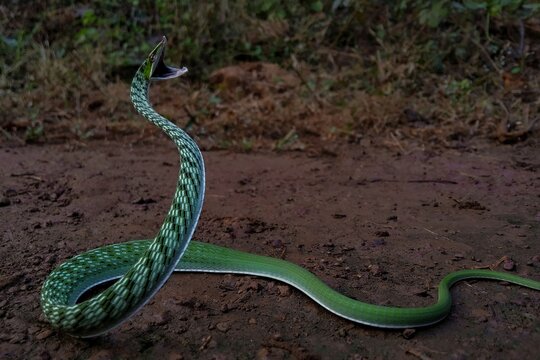 Attacking moves of angry snake