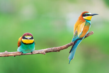 funny beautiful birds sit on a branch
