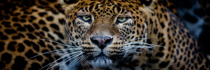 Fototapeta premium Leopard with a black background